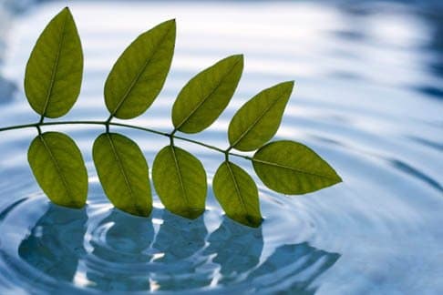 The WaterLeaf at Land Park thumbnail 3