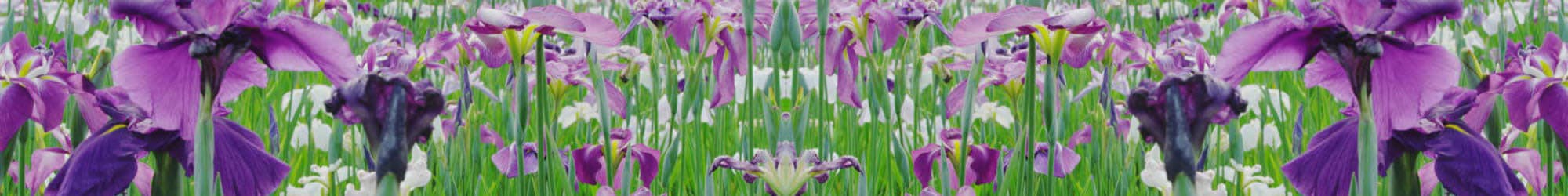 Iris Memory Care of Turtle Creek